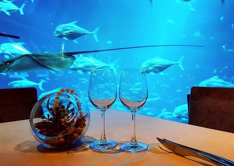 Ăn tối trong nhà hàng thủy cung khổng lồ ở Singapore