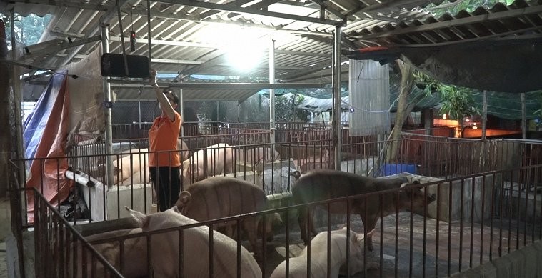 Video: Nông dân Hà Nội thu tiền tỷ nhờ nuôi lợn cho nghe nhạc Pháp