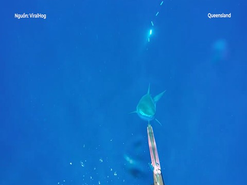 Thợ lặn đối đầu cá mập hổ tại Queensland