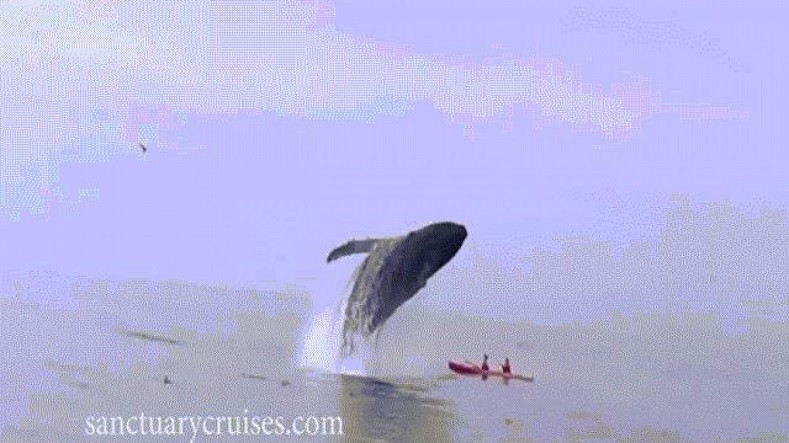VIDEO: Cá voi khổng lồ nặng 30 tấn từ trên cao lao xuống du khách