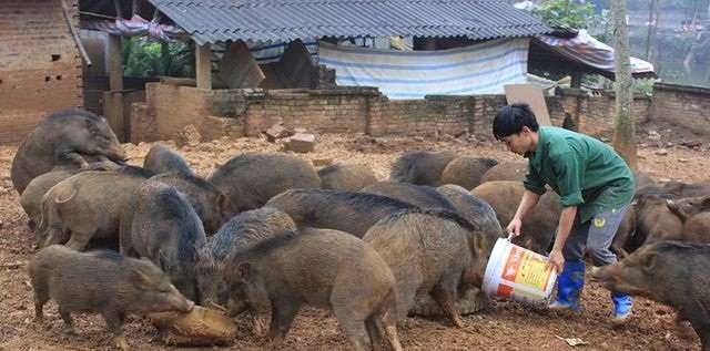Ngắm đàn lợn rừng của thanh niên Hà Nội cho thu nhập trăm triệu đồng