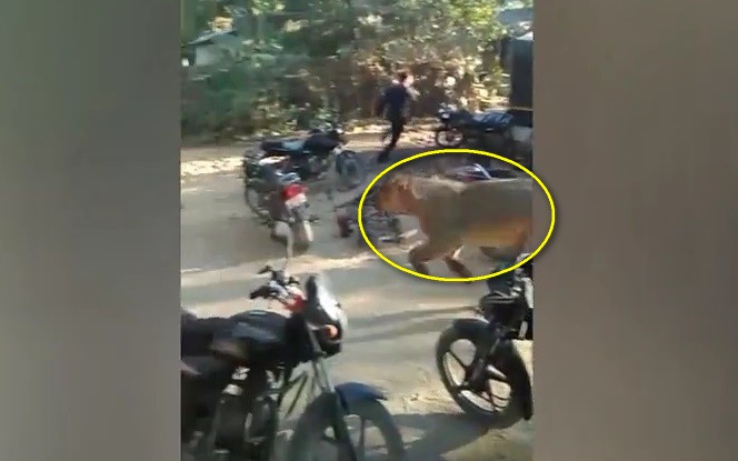 Video: Sư tử xông thẳng vào làng, đám đông kinh hãi bỏ chạy