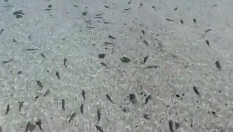 Hàng trăm con cá mập vây kín bờ biển Australia