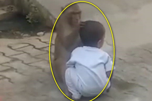 Video: Khỉ 'bắt cóc' trẻ em trong làng để có bạn chơi cùng