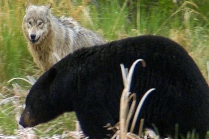 Chó sói chiến đấu với gấu đen để bảo vệ đàn con