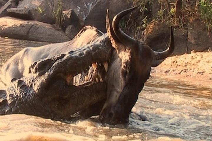 Đàn linh dương bị 300 con cá sấu phục kích trên sông châu Phi
