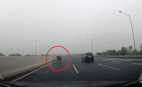 Tài xế hốt hoảng khi thấy bò cùng chủ chạy trên cao tốc