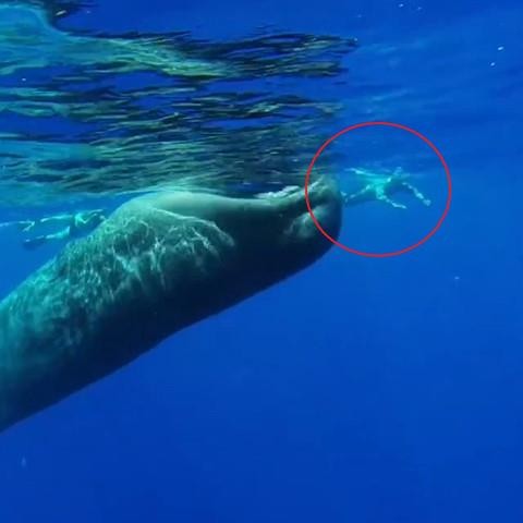 Thợ lặn mạo hiểm bơi ngay miệng cá voi khổng lồ