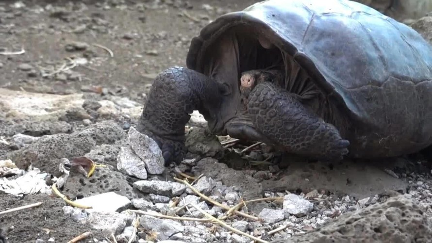 Loài rùa tái xuất sau hơn một thế kỷ vắng bóng trên Trái Đất