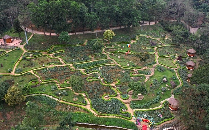 Vườn hoa hồng 600.000 cây xác lập kỷ lục lớn nhất Việt Nam