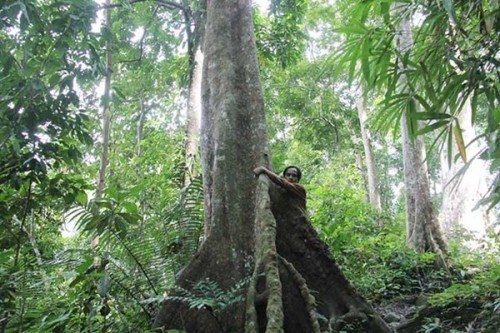Choáng ngợp rừng lim xanh cổ thụ được coi như báu vật ở Bắc Giang