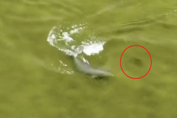 Cận cảnh cá heo rượt đuổi con mồi ở vịnh Florida