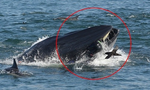 Cá voi suýt nuốt chửng thợ lặn ngoài khơi Nam Phi