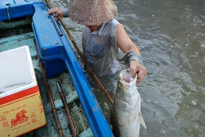 Dùng thuốc thu hoạch cá chẽm ở Cà Mau 