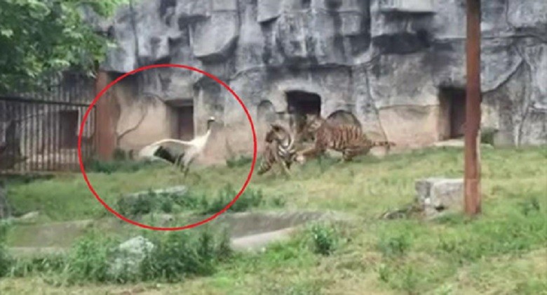 Clip sếu đầu đỏ gan dạ đối đầu với 3 con hổ