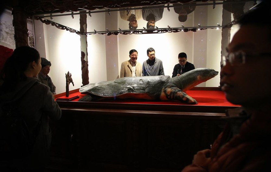 Tiêu bản cụ rùa Hồ Gươm chết năm 2016 được đặt trong tủ kính gần 4 tỷ đồng