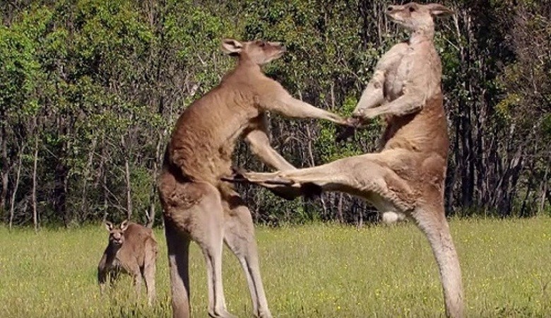 Kangaroo - vận động viên cừ khôi trong thế giới động vật