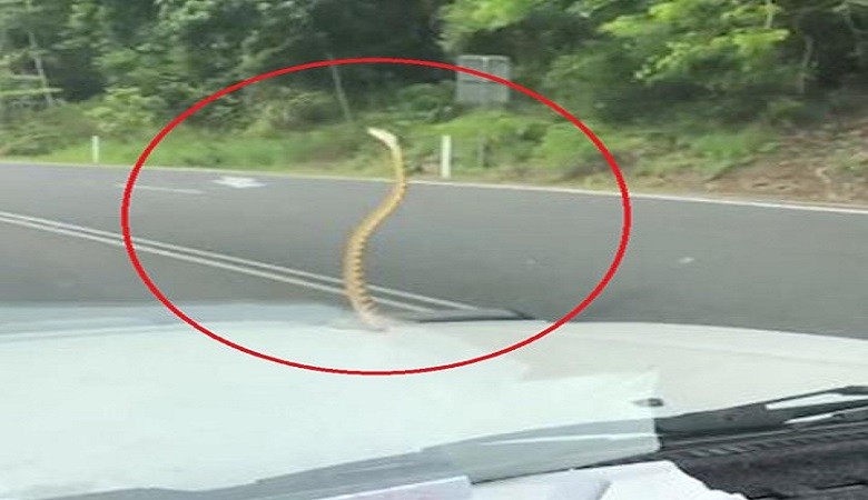 Tài xế phát hoảng khi phát hiện rắn nằm trên mui xe đang chạy