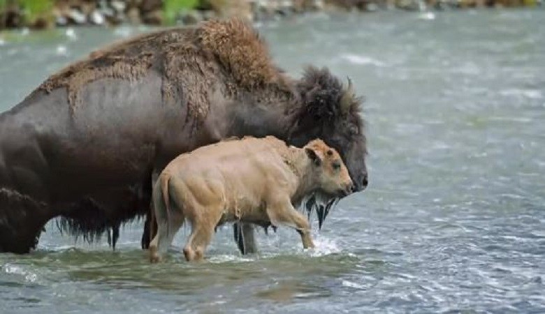 Bò rừng mẹ lấy thân mình chắn dòng nước xiết cho con