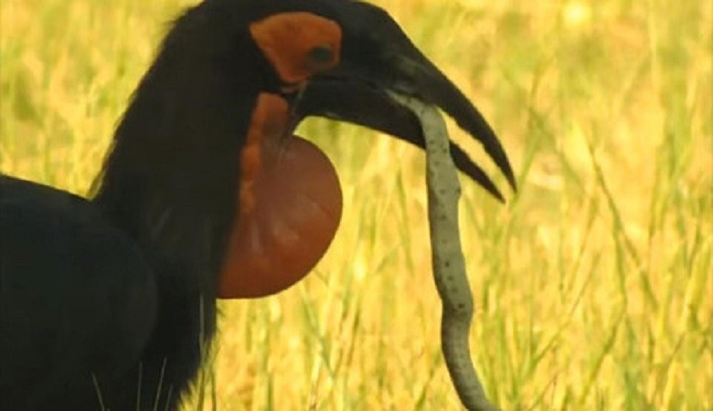 Rắn độc nhất châu Phi bỏ mạng trước chim hồng hoàng