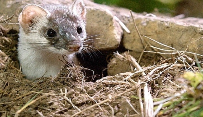 Loài chồn chuyên diệt chuột giúp nông dân Mỹ