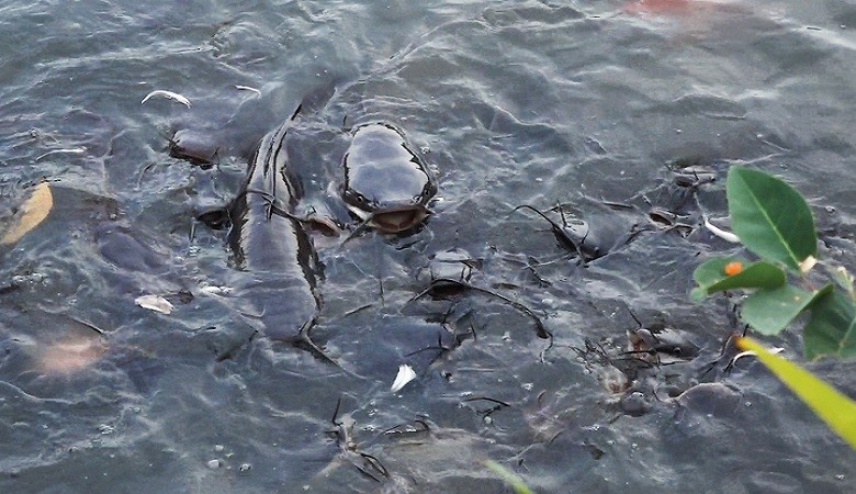 Đàn cá trê đen dài nửa mét trong công viên ở Sài Gòn