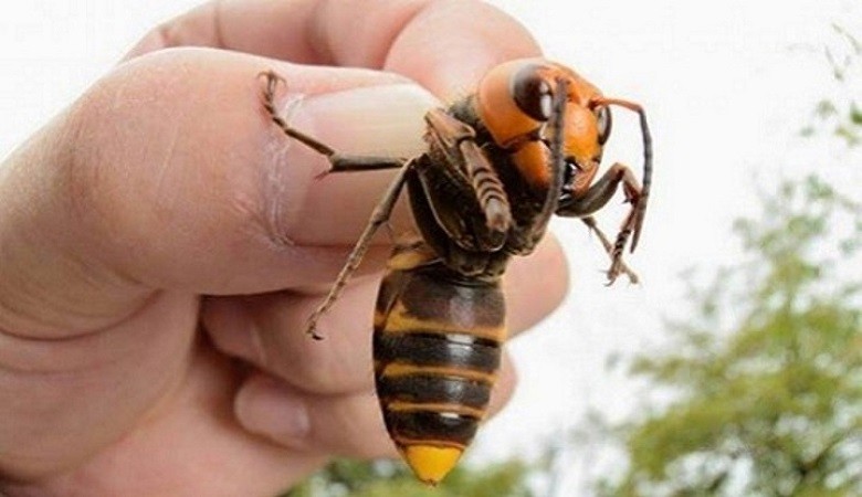 Ong bắp cày khổng lồ có thể giết người bằng một vết đốt