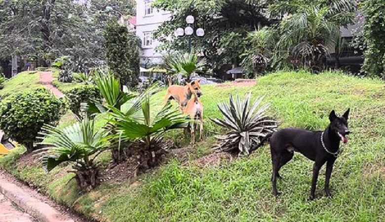 Hà Nội: Chó thả rông 'chiếm lĩnh' vỉa hè, không gian công cộng