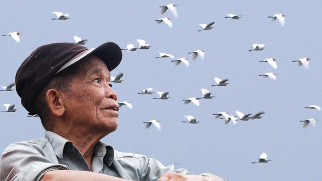 Cụ ông hơn 40 năm bảo vệ đàn cò 7.000 con ở Thanh Hóa