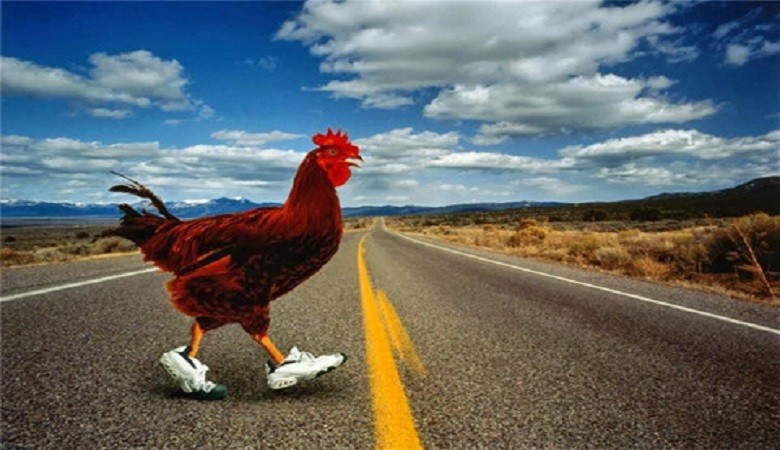 Cấm chủ cho gà chạy qua đường và những luật lệ kỳ lạ trên thế giới