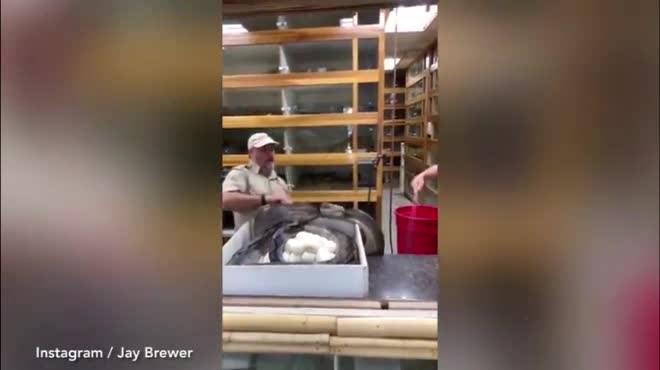 Video: Trăn khổng lồ cắn ngập răng vào người để bảo vệ trứng