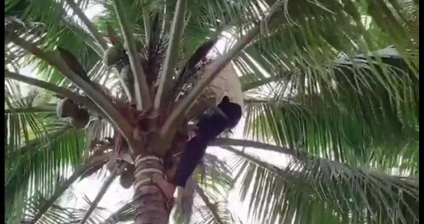 Video: Cụ bà gần 80 tuổi leo cây hái dừa như gái 18 khiến nhiều người bất ngờ