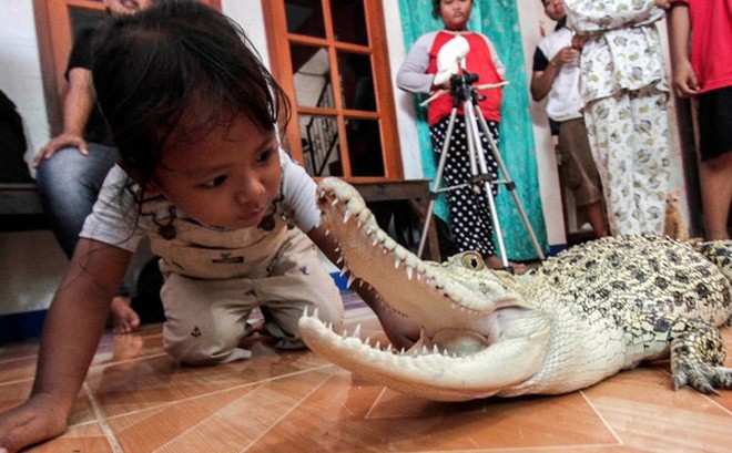 Bé gái 3 tuổi ngủ chung với cá sấu, chơi với trăn và bọ cạp