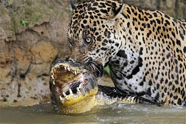 Hung thần Amazon khiến trăn anaconda và cá sấu dè chừng