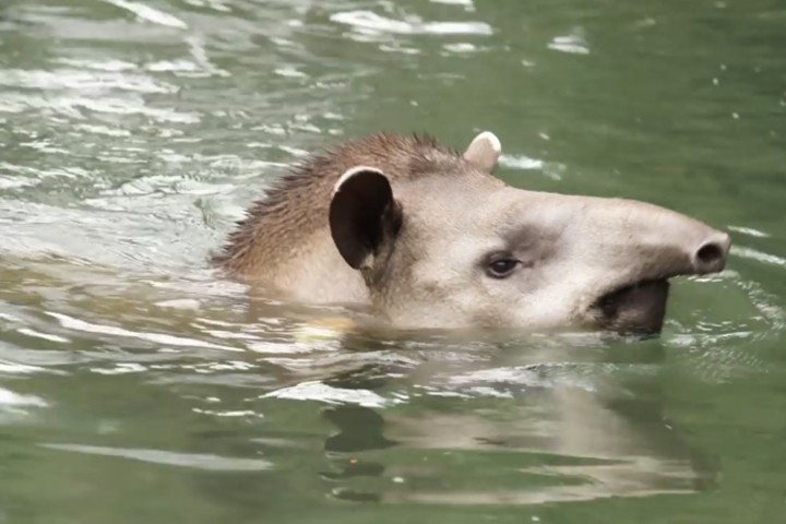 Loài vật giống lợn chuyên kiếm ăn dưới nước