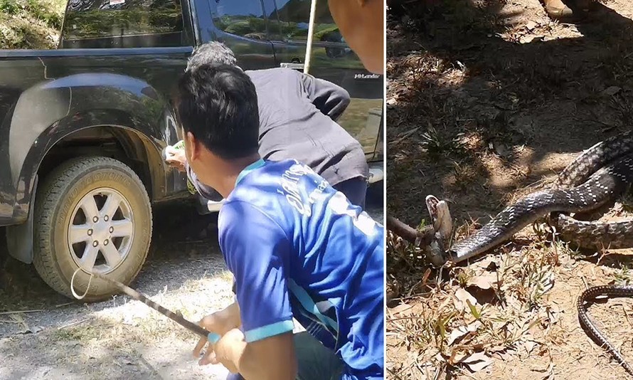 Hổ mang chúa dài 3,5 m trốn trong ôtô của cư dân Thái Lan