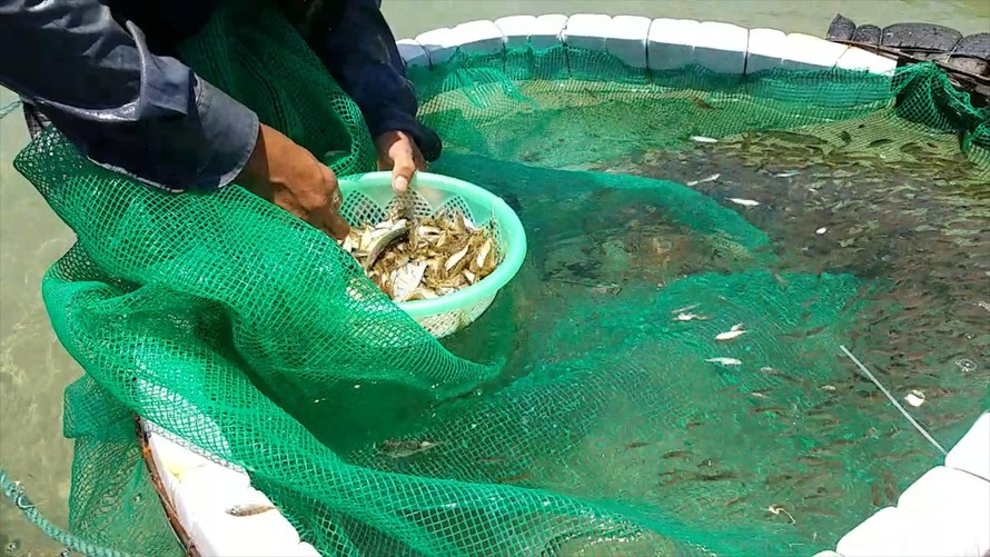 Ngư dân giăng lưới bắt cá kình con thu hơn 10 triệu một ngày