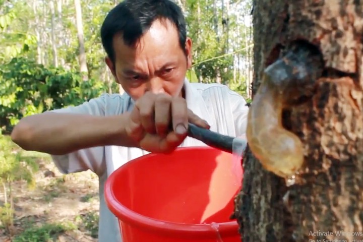Đục thân cây lấy mủ trôm, vợ chồng ở Gia Lai kiếm tiền triệu mỗi ngày