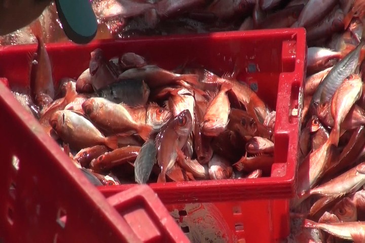 Trúng đậm cá đỏ ở Hoàng Sa, ngư dân thu hàng tỷ đồng