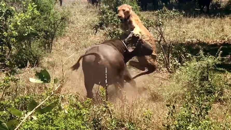 Video: Trâu rừng tung cú húc hất sư tử lên không trung