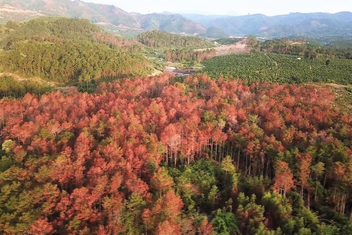 Cận cảnh hơn 3.000 cây thông 17 năm tuổi bị đầu độc tại Lâm Đồng