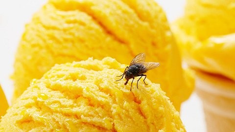 Ra mắt loại kem béo ngậy làm từ côn trùng