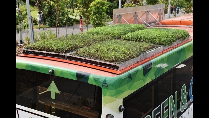 Video: Singapore sử dụng xe buýt có vườn cây trên nóc