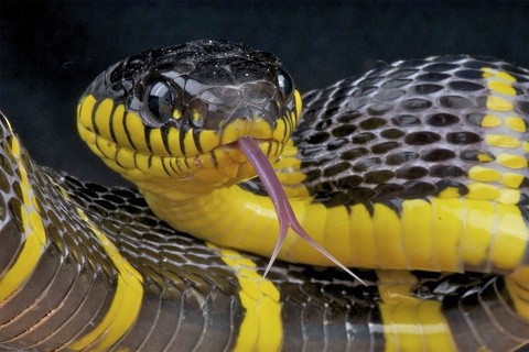 Tại sao lưỡi rắn lại chẻ đôi?