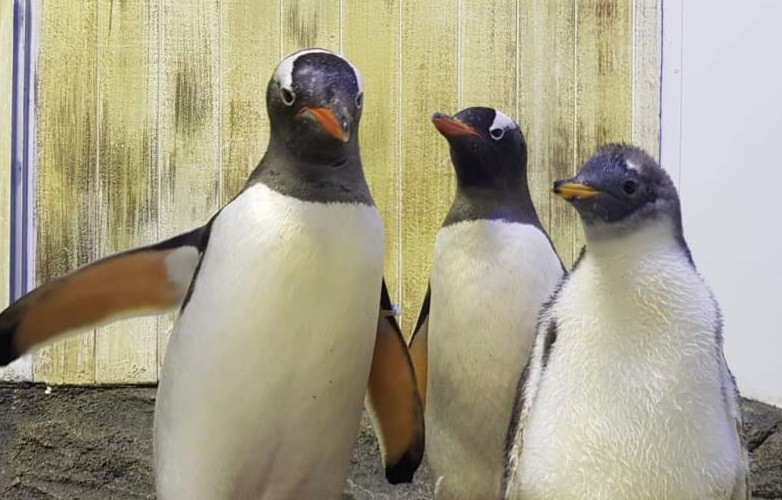 Gia đình chim cánh cụt Sphen và Magic. (Ảnh: CNN)