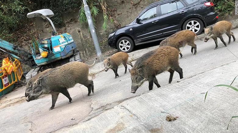 Một đàn lợn rừng lang thang trên phố ở Hong Kong. (Ảnh: CNN)