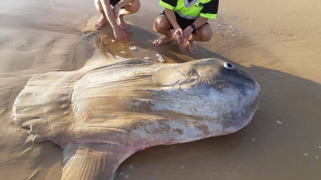 Hình ảnh con cá Thái dương dạt vào bờ biển Úc. (Ảnh: Jacob Jones)