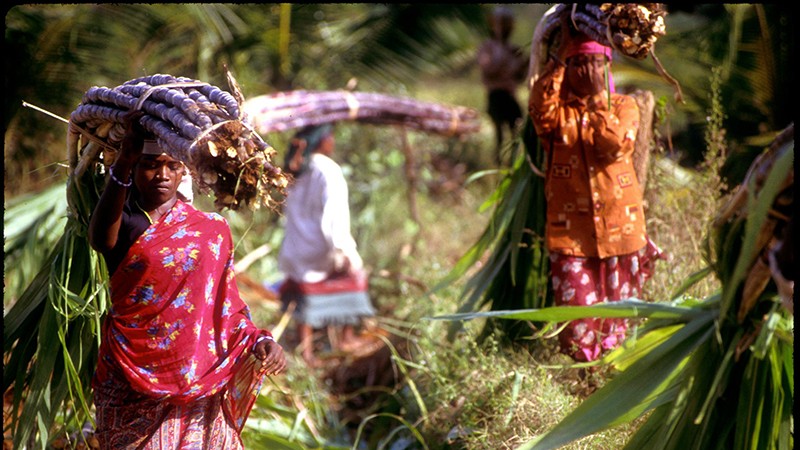 Nhiều phụ nữ Ấn Độ phải làm việc vất vả trên những cánh đồng mía. (Ảnh: KCET)