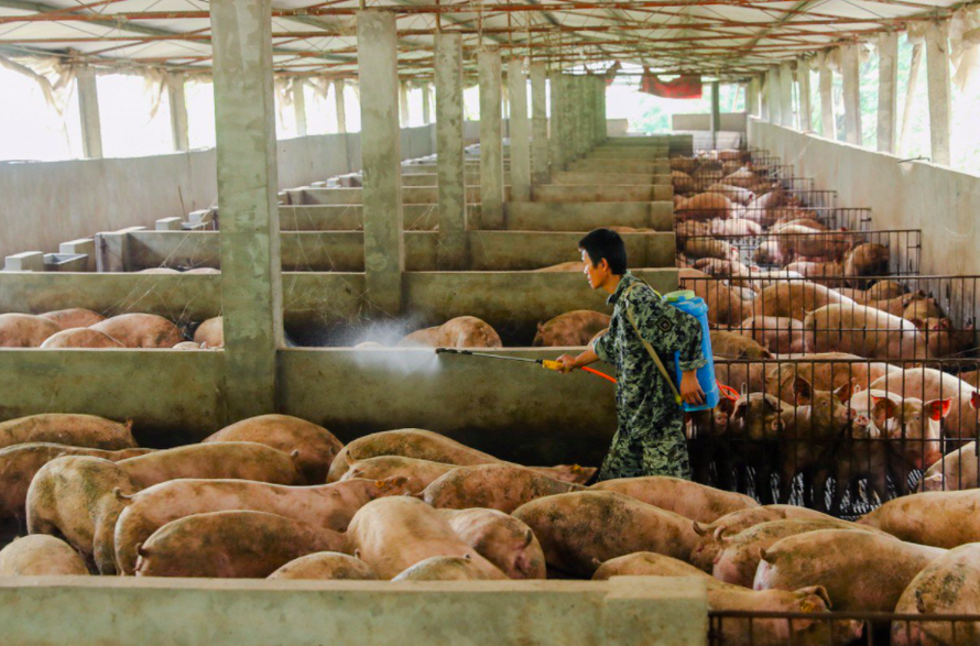 Một trang trại nuôi lợn ở Trung Quốc. (Ảnh: Reuters)