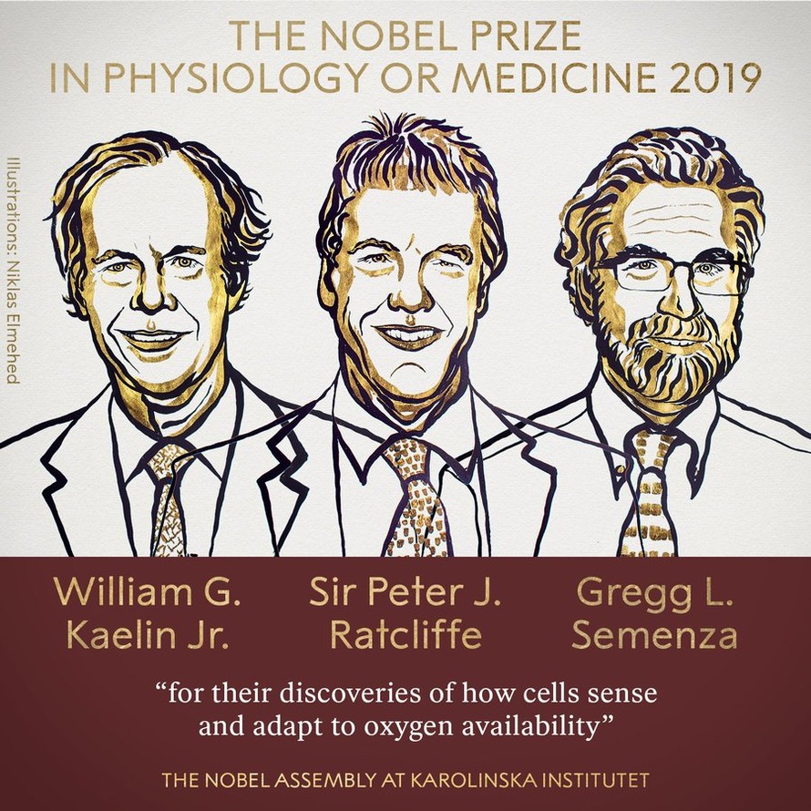 Phác họa chân dung 3 nhà khoa học đạt giải Nobel Y học 2019
